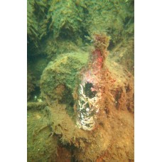 Курс дайвинга CMAS One Star Diver