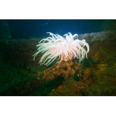 Курс дайвинга CMAS One Star Diver
