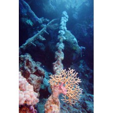 Курс дайвинга CMAS One Star Diver
