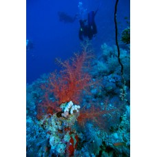 Курс дайвинга CMAS One Star Diver