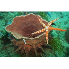 Курс дайвинга CMAS One Star Diver