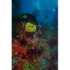 Курс дайвинга CMAS One Star Diver
