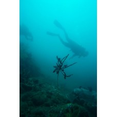 Курс дайвинга CMAS One Star Diver