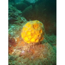 Курс дайвинга CMAS One Star Diver