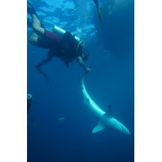 Курс дайвинга CMAS One Star Diver