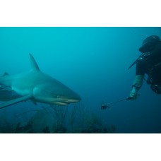 Курс дайвинга CMAS One Star Diver