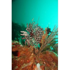 Курс дайвинга CMAS One Star Diver